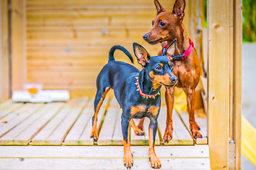 Image showing Portrait of a miniature pinscher dogs