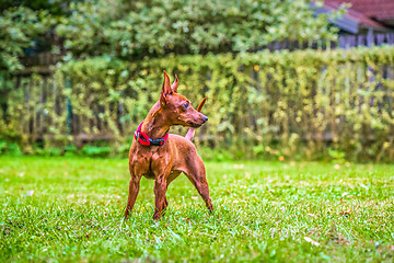 Image showing Portrait of a red miniature pinscher dog