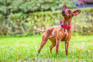 Image showing Portrait of a red miniature pinscher dog