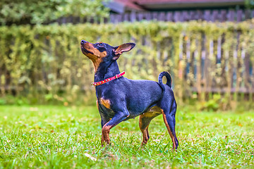 Image showing Portrait of a red miniature pinscher dog