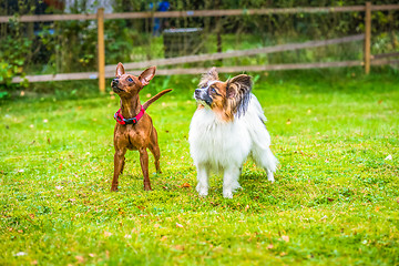 Image showing Miniature pinscher and papillon purebreed dogs