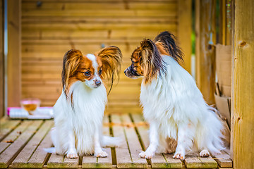 Image showing Portrait of a papillon purebreed dogs