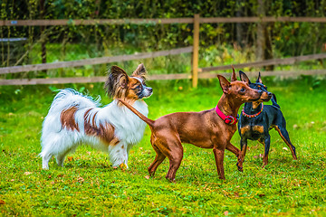 Image showing Miniature pinscher and papillon purebreed dogs