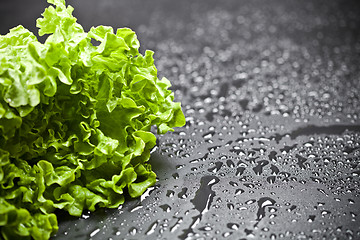 Image showing Green organic lettuce salad with water drops closeup on black ba