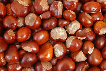 Image showing Chestnuts