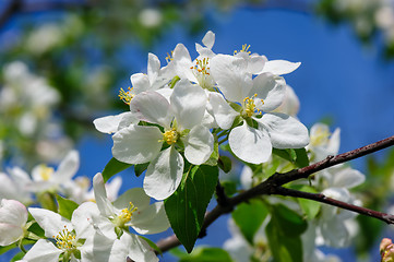 Image showing blooming apple flower