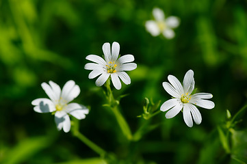 Image showing Small white spring flowers