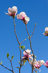 Image showing spring magnolia flowers