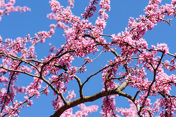 Image showing Cercis siliquastrum at blue sky