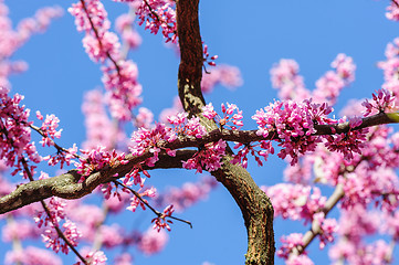 Image showing Cercis siliquastrum at blue sky