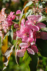 Image showing blooming paradise apple flower