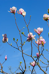 Image showing spring magnolia flowers