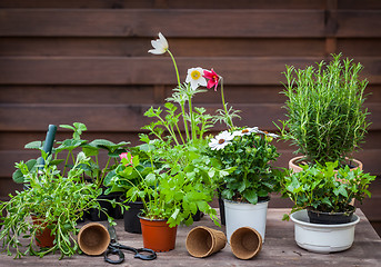 Image showing Variation of plants and flower pots with gardening tools