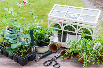 Image showing Variation of plants and flower pots with gardening tools