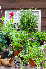 Image showing Variation of plants and flower pots with gardening tools