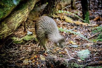 Image showing Kiwi bird encounter