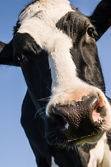 Image showing Cow showing big face