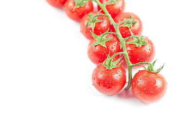 Image showing Fresh organic wet cherry tomatoes bunch closeup, isolated on whi