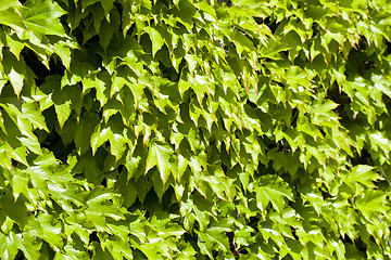 Image showing Green leaves pattern background.