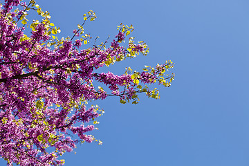 Image showing Branches with fresh pink flowers in the morning sunlight.