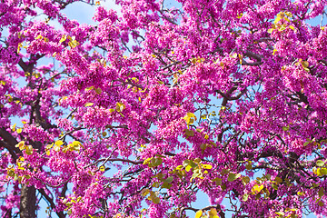 Image showing Branches with fresh pink flowers in the morning sunlight.