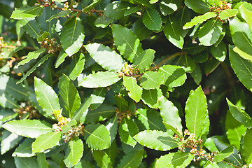 Image showing Leaves of laurel tree background.