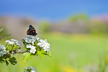 Image showing Butterfly on white blossom tree, collecting nectar from flower.