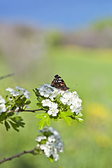 Image showing Butterfly on white blossom tree, collecting nectar from flower.