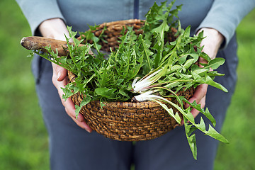 Image showing Dandelion