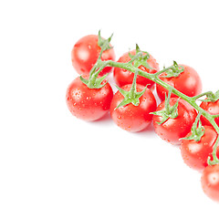 Image showing Fresh organic wet cherry tomatoes bunch closeup, isolated on whi