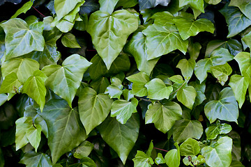 Image showing Green leaves pattern background. 