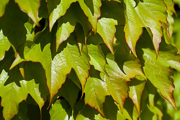 Image showing Green leaves pattern background.