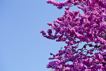 Image showing Branches with fresh pink flowers in the morning sunlight against