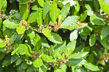 Image showing Leaves of laurel tree background.