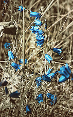 Image showing Sunny Herbal Background With Blue Bell Flowers