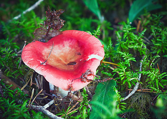 Image showing Wild Red Mushroom In The Wet Forest Close-up