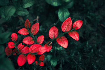 Image showing Bright Red Leaves With Dark Forest Background