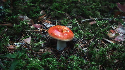 Image showing Wild Edible Golden Mushroom In The Forest Close-up