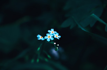 Image showing Woodland Forget-me-not Flowers Closeup On The Dark Blue-green Ba