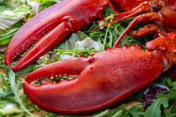 Image showing fresh red lobster claw on green