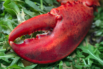 Image showing fresh red lobster claw on green