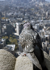 Image showing Bird and skyscraper,Manhattan New York City