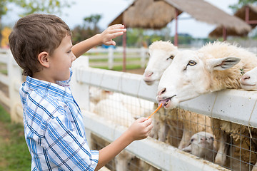 Image showing Happy little boy feeding sheep in a park at the day time.