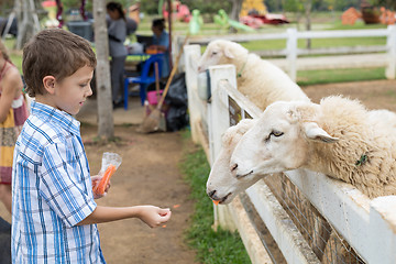 Image showing Happy little boy feeding sheep in a park at the day time.
