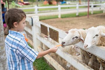 Image showing Happy little boy feeding sheep in a park at the day time.