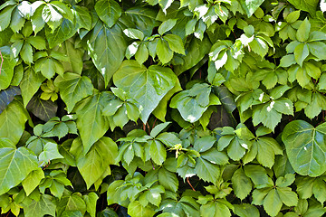 Image showing Green leaves pattern background.