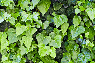 Image showing Green leaves pattern background.