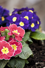 Image showing Primula pink and blue potted flowers.