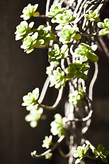 Image showing Hanging succulents closeup on brick wall.