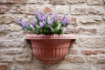 Image showing Flower pot with lavender plant on antique brick wall.